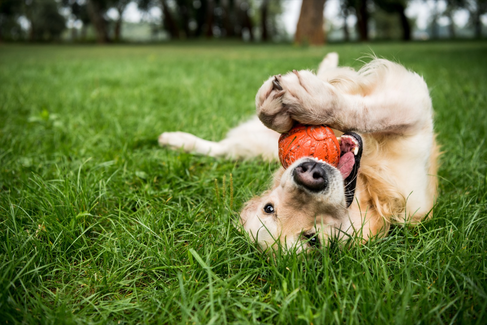 Golden retriever rolling in the grass with a ball