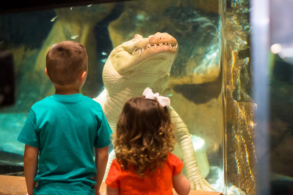 Newport Aquarium